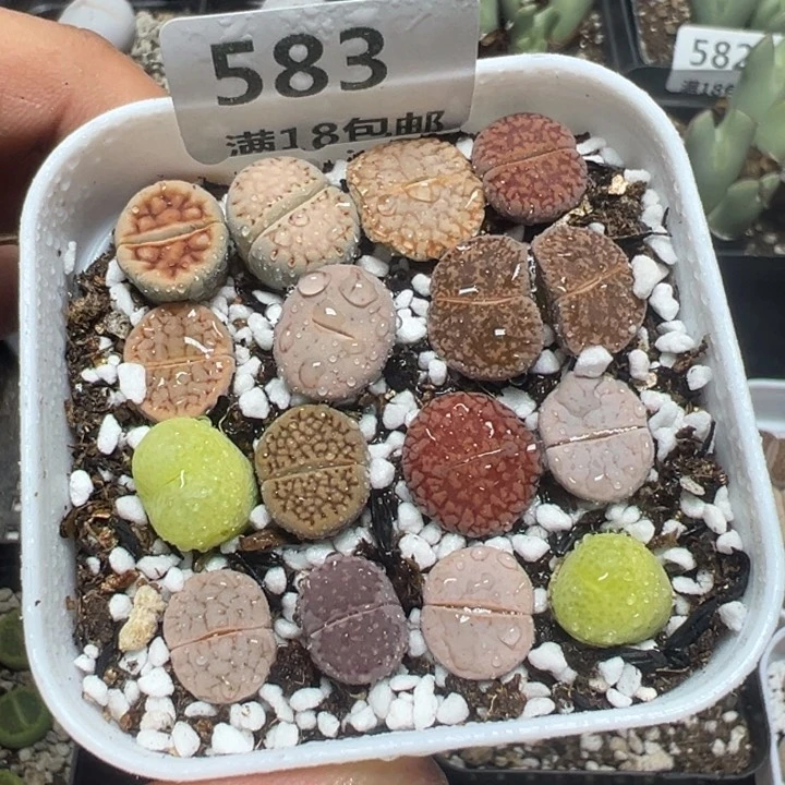 【闪购商品】 583。