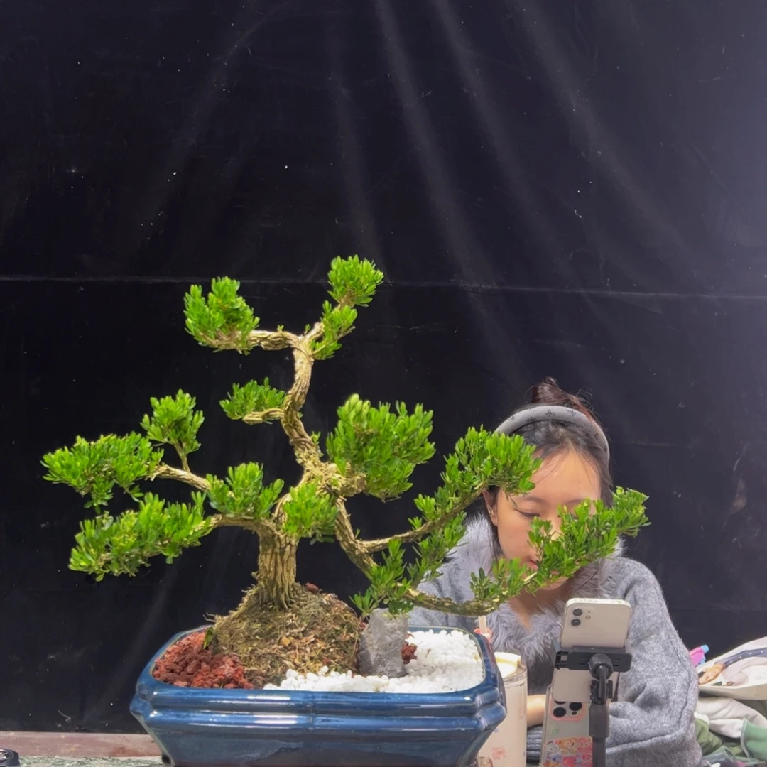 无花朵广东黄杨四季常青