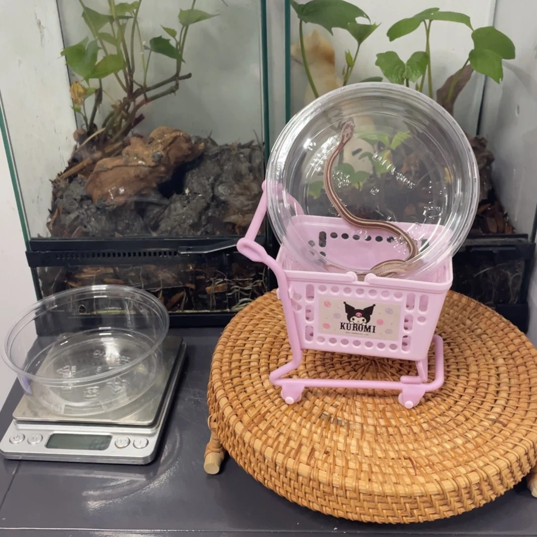彩色蚕宝宝辣条包邮包开食包售后15天
