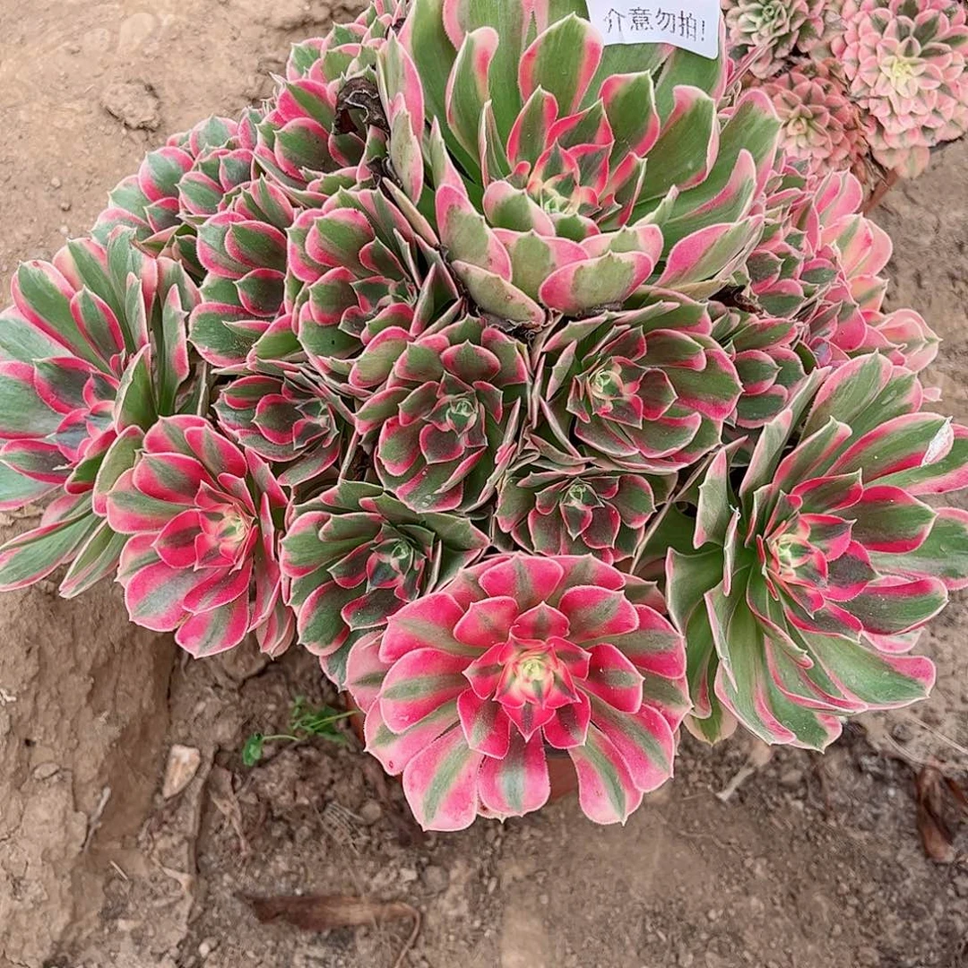 无花朵多肉植物658