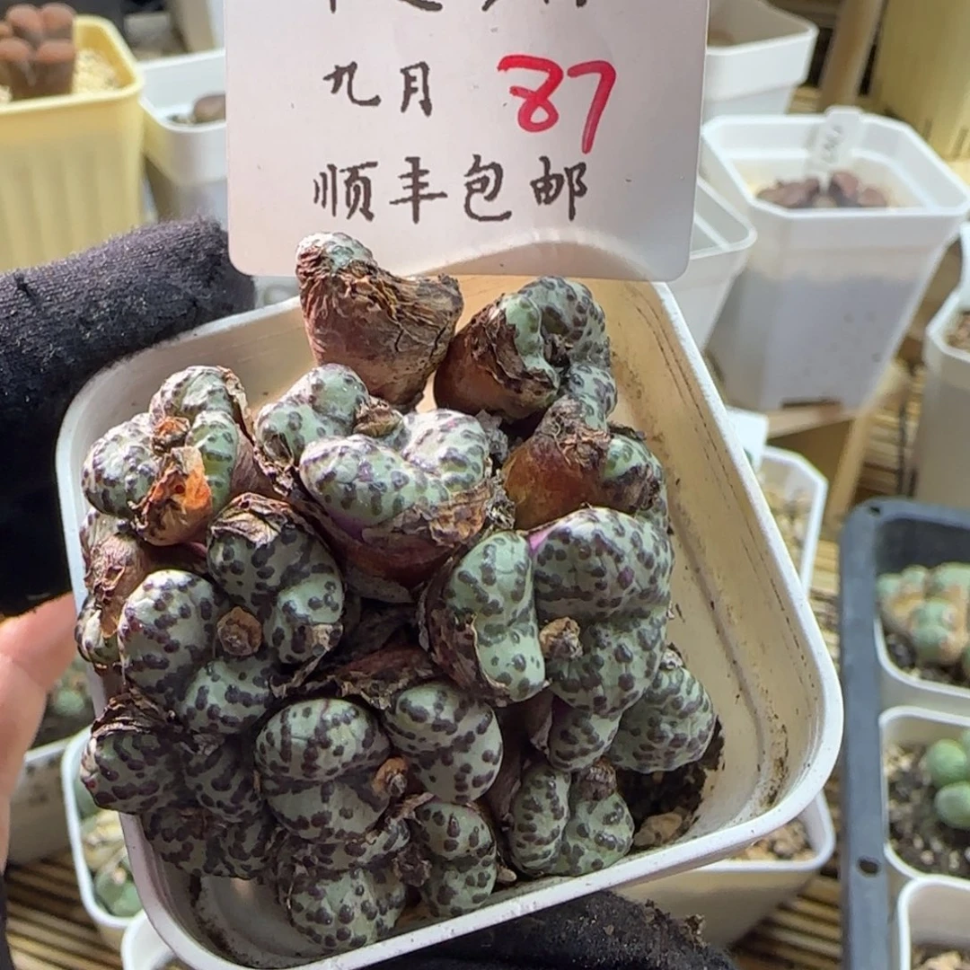 顺丰包邮一物一拍-87