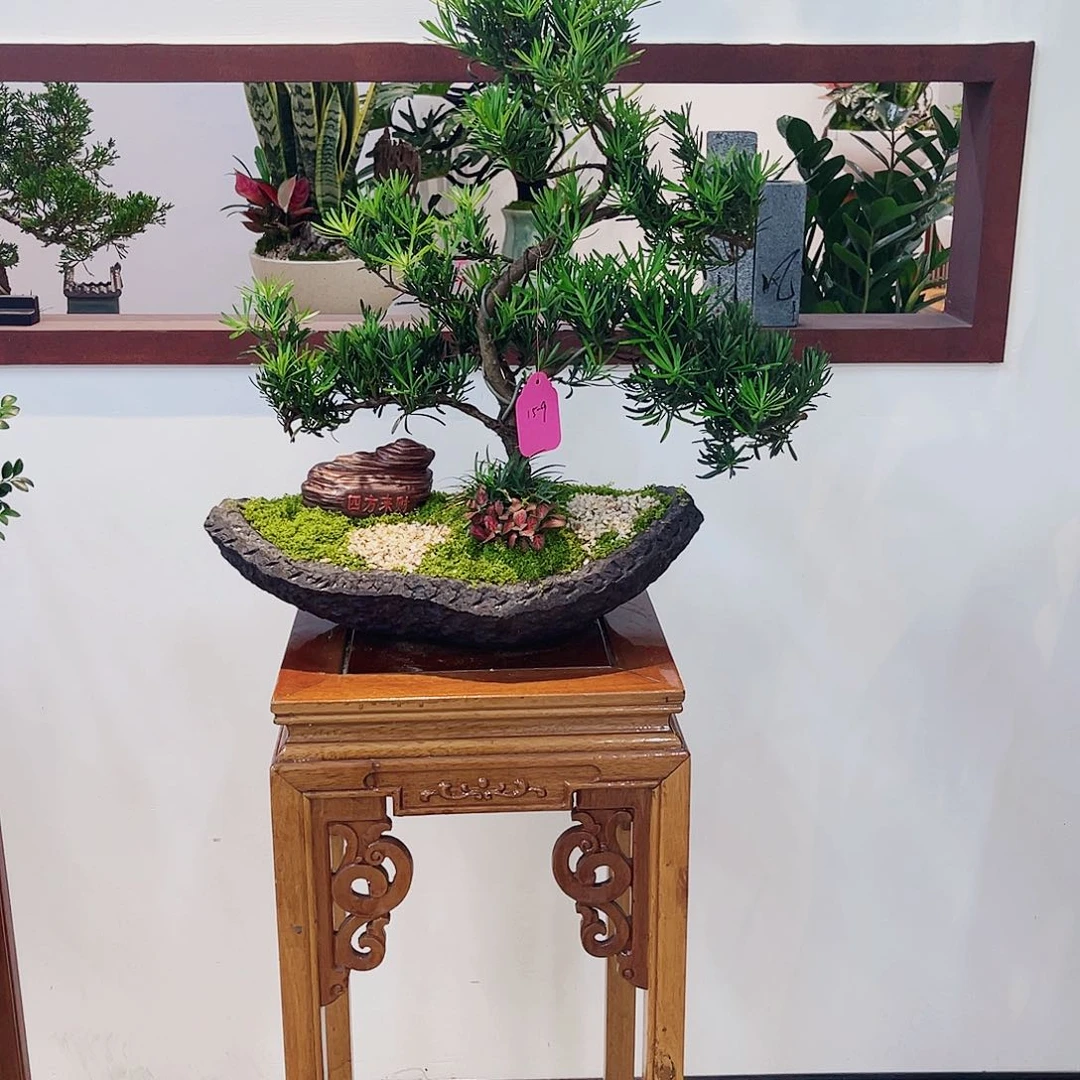 小***晓无花朵艺术盆景一物一拍