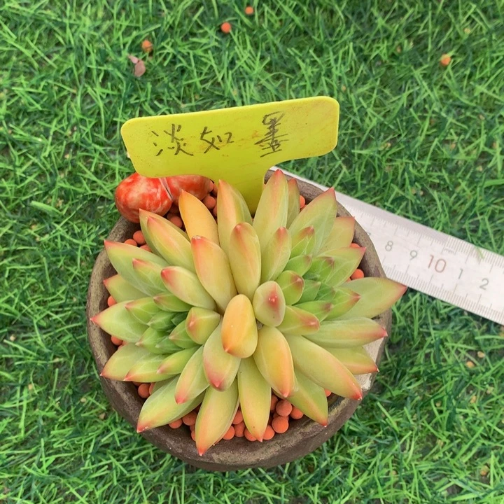 珠***珠多肉植物7272733737373