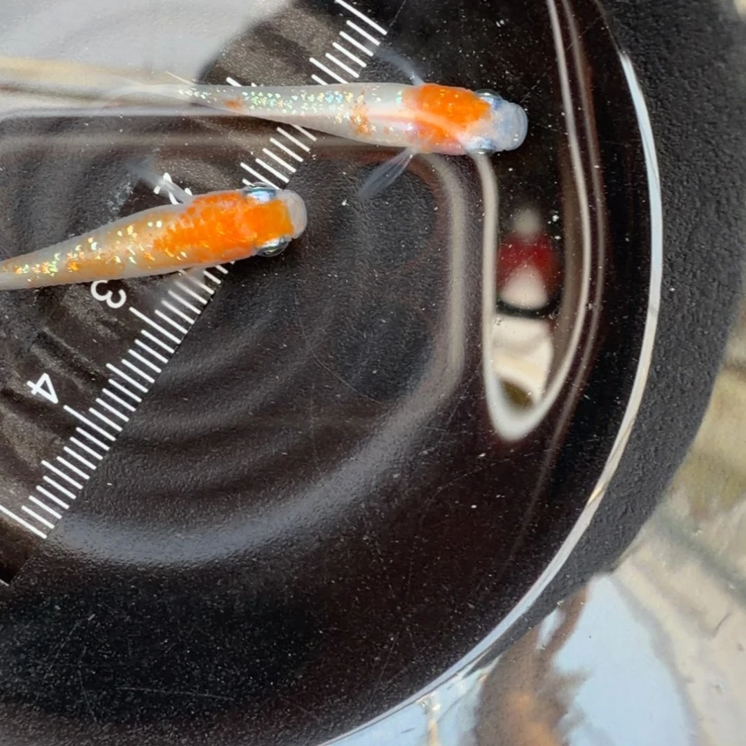 青鳉鱼观背青鳉22