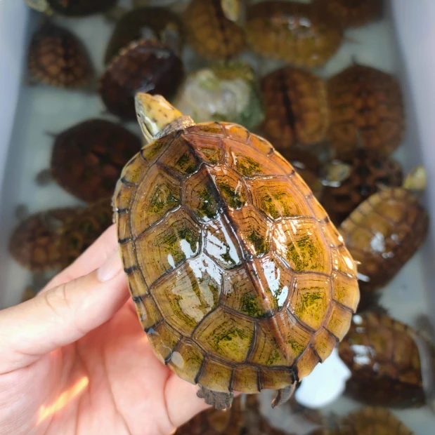 亿嘉宠物活体通用 线上成交