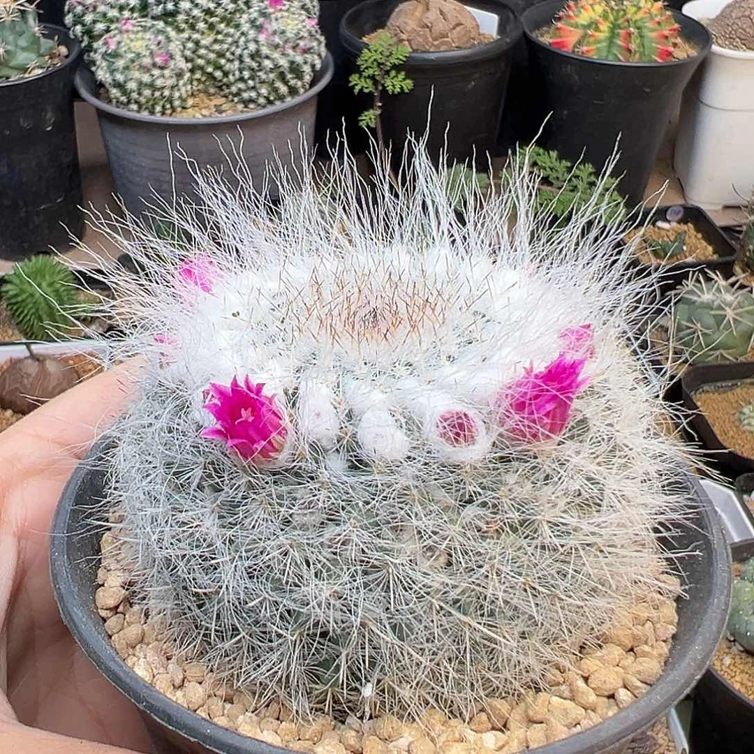 雪顶爆毛雪猿玉翁实生母本