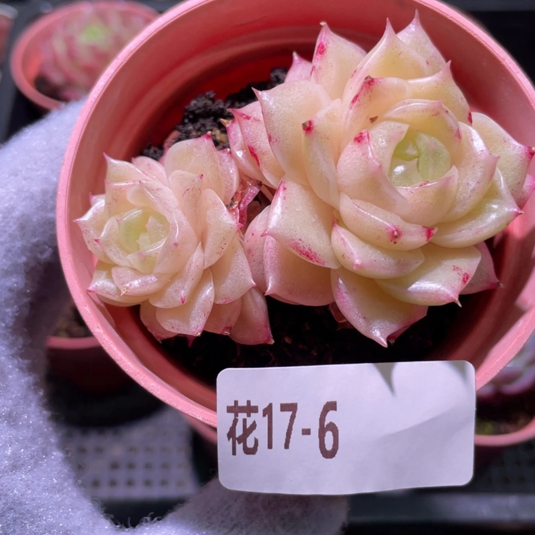 花利美17-6麦秆双头