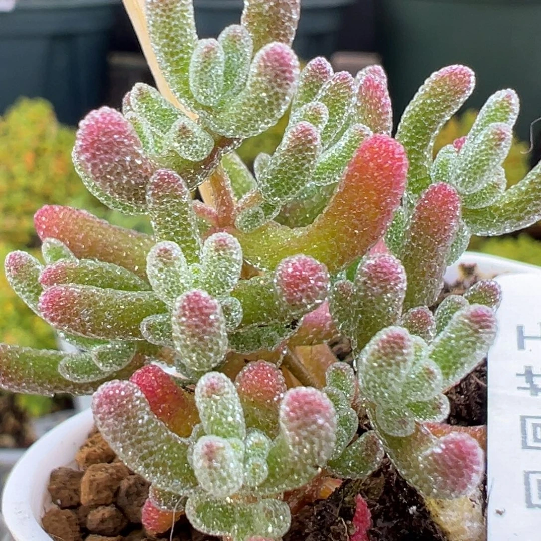 dy3459实生冰晶杂冠幅3.5cm