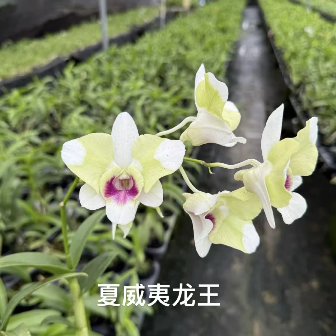 秋石斛《夏威夷龙王》大花长花期花卉盆栽