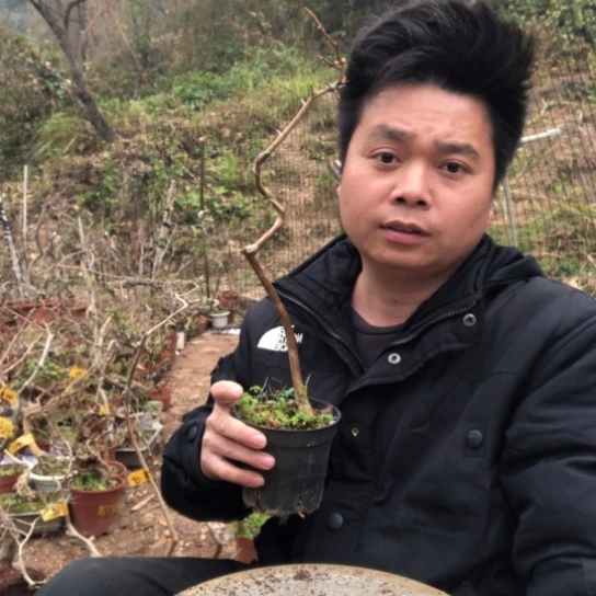 盆景素材盆栽绿植阿*