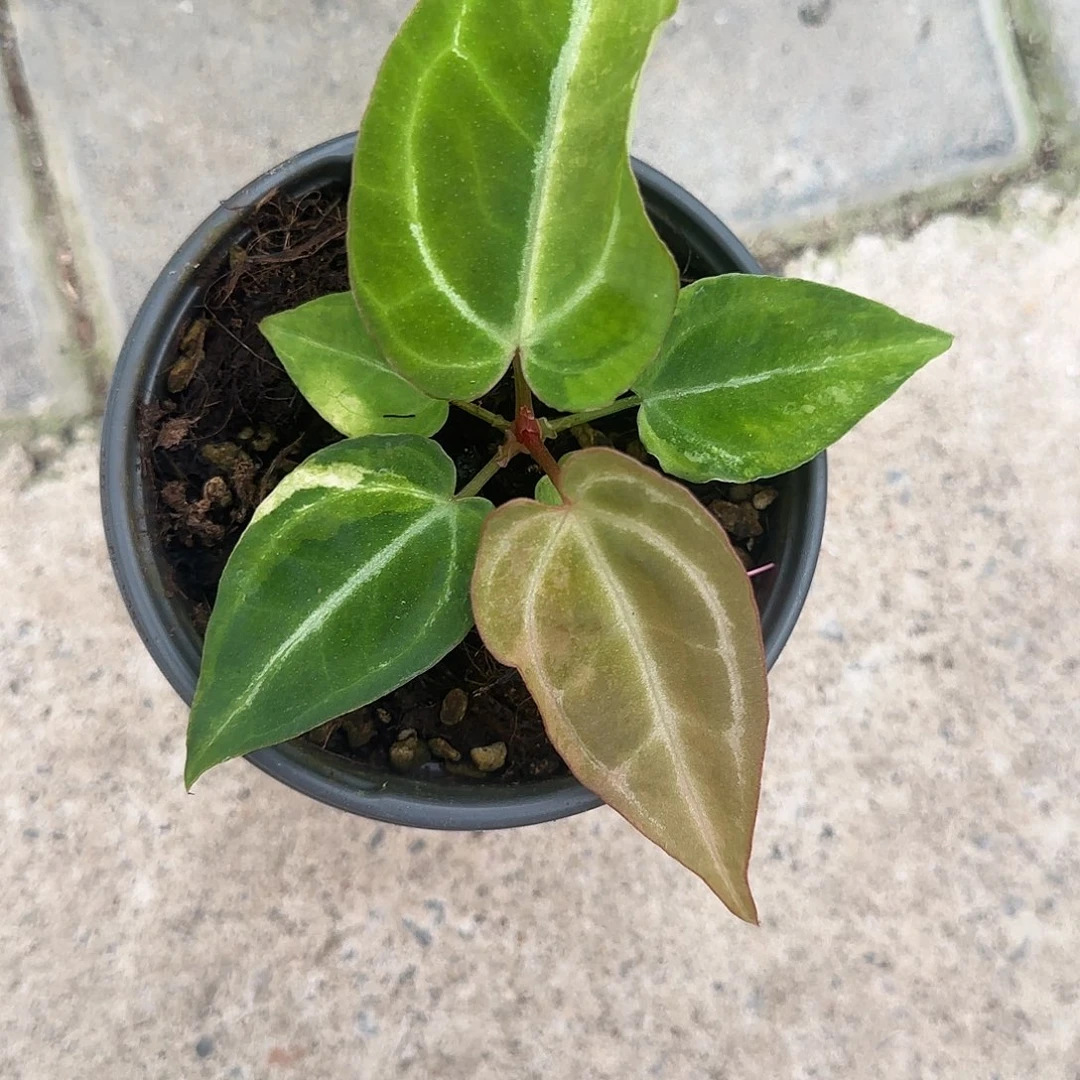 完全开放锦化（不包锦