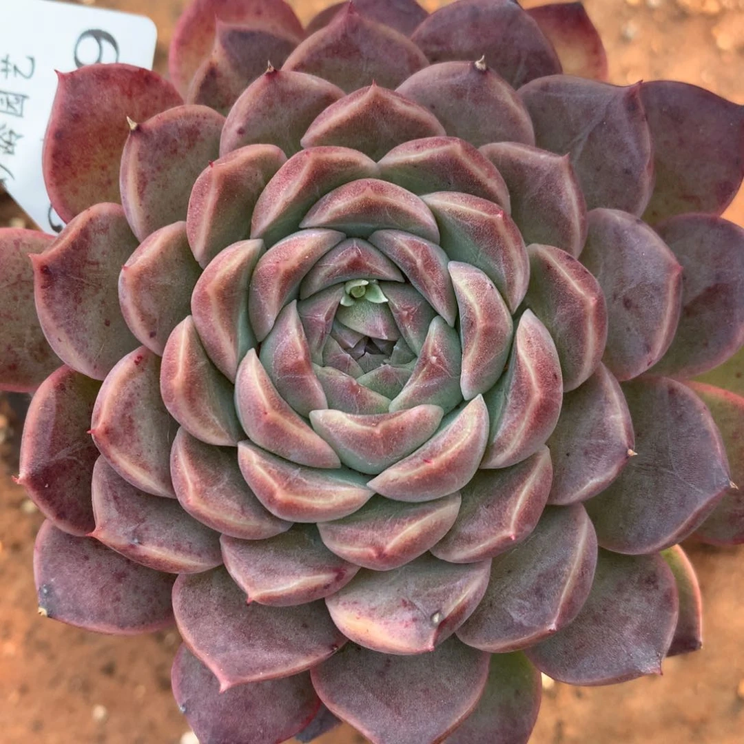 2229新年快乐发发发