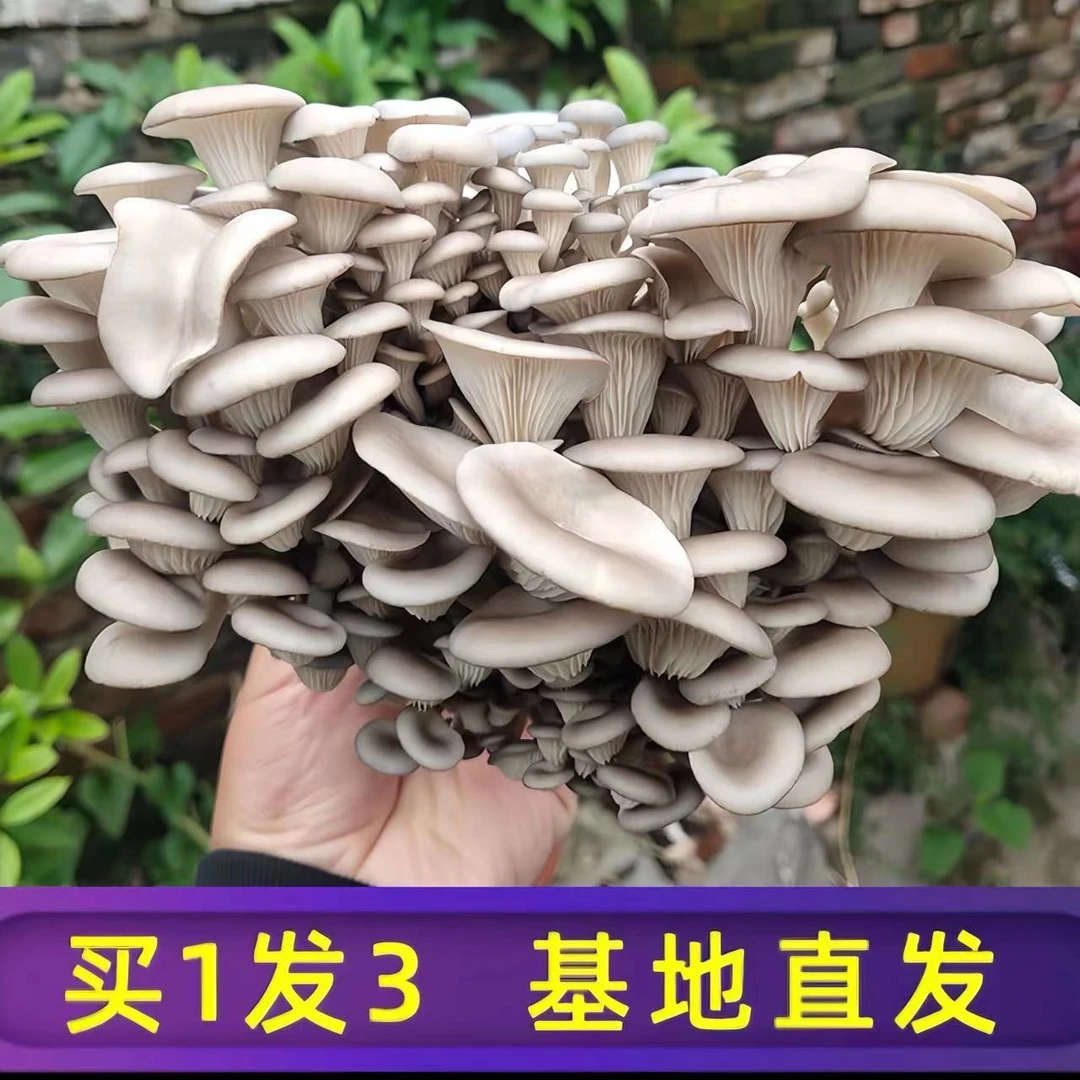 【买1发3】蘑菇种植菌包家庭室内阳台种植儿童种植玩具盆栽亲子互动