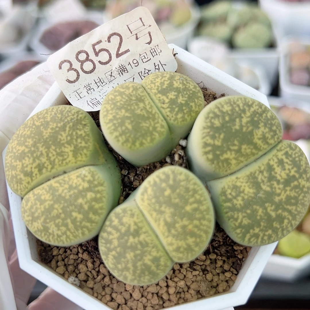 3852 好养易活生石花大母本