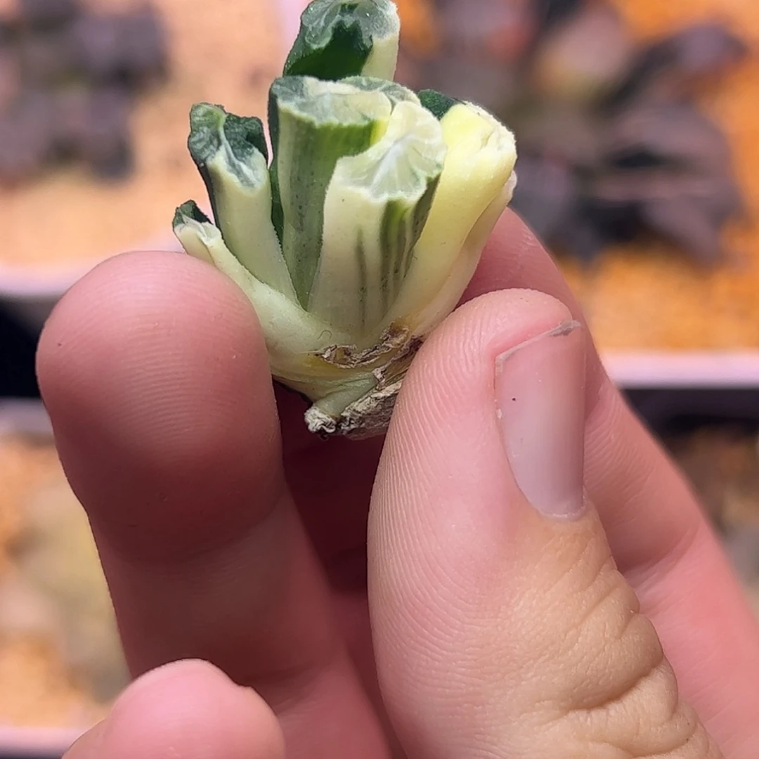 天照杂锦十二卷多肉植物