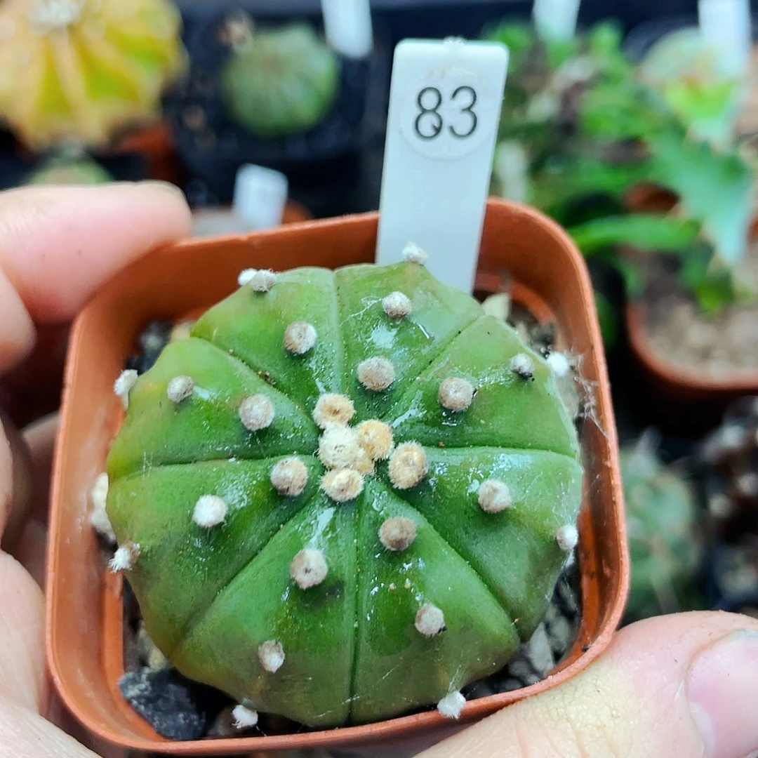 非偏远地区满25包邮仙人球