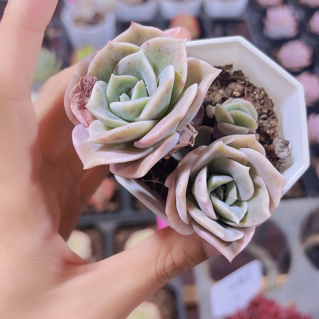 精品可爱玫瑰多肉植物