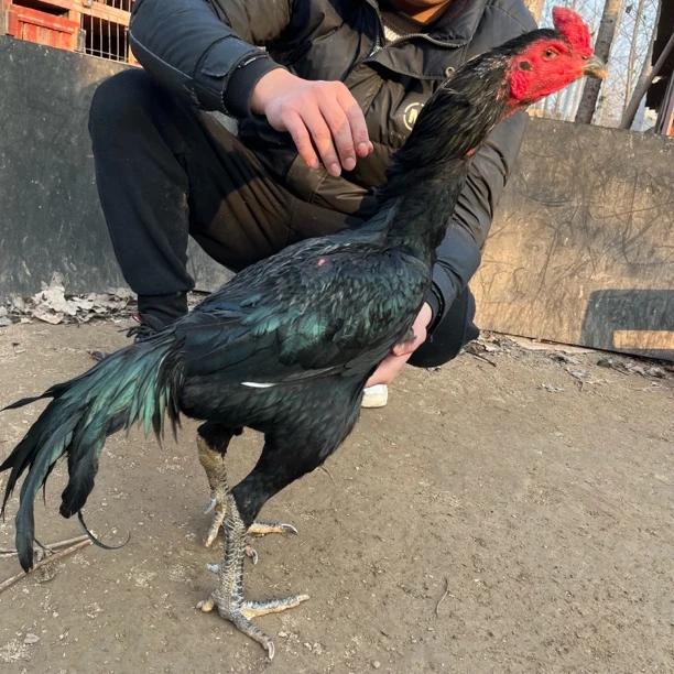 斗鸡肉 越南土炮斗鸡 可炖汤