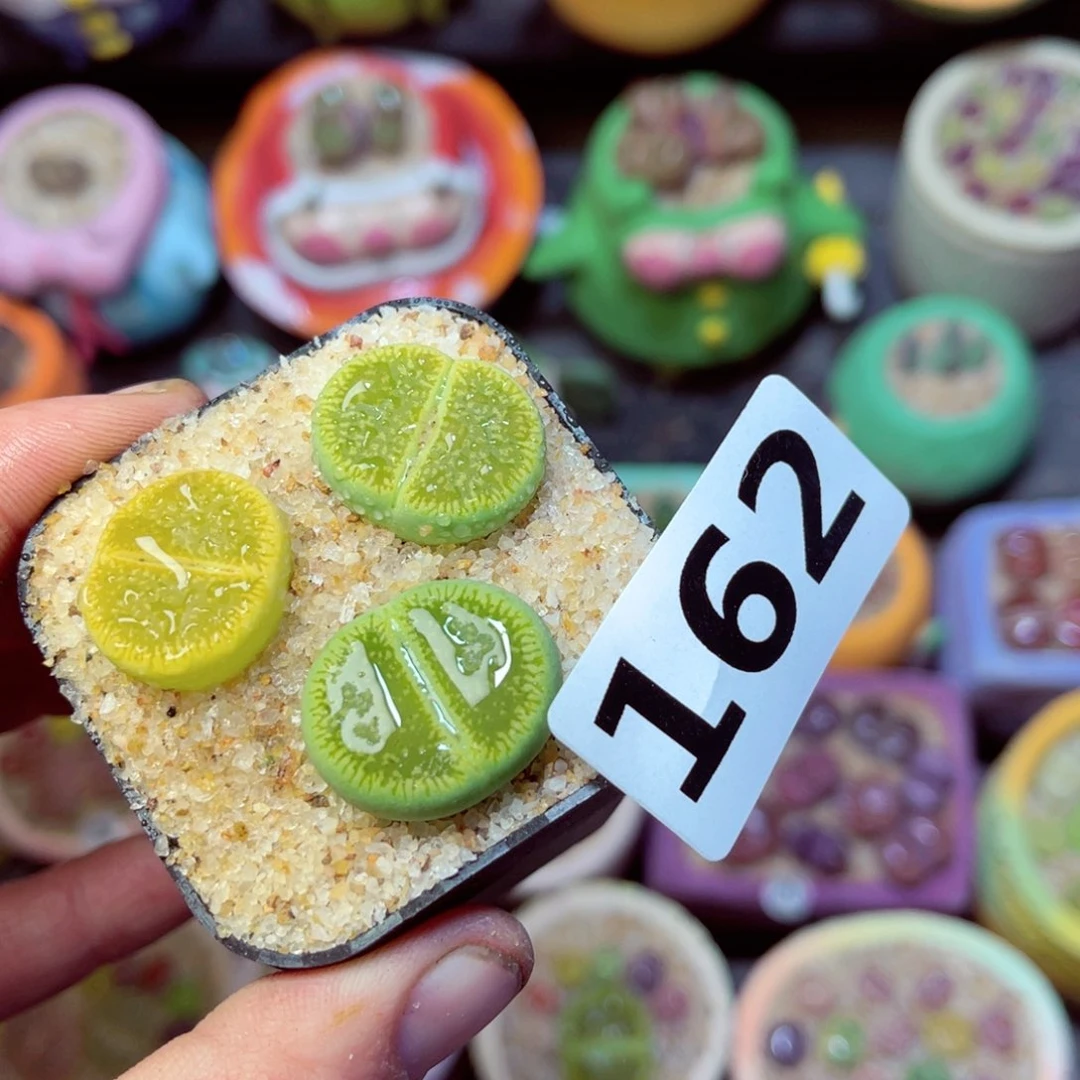 162生石花带盆发