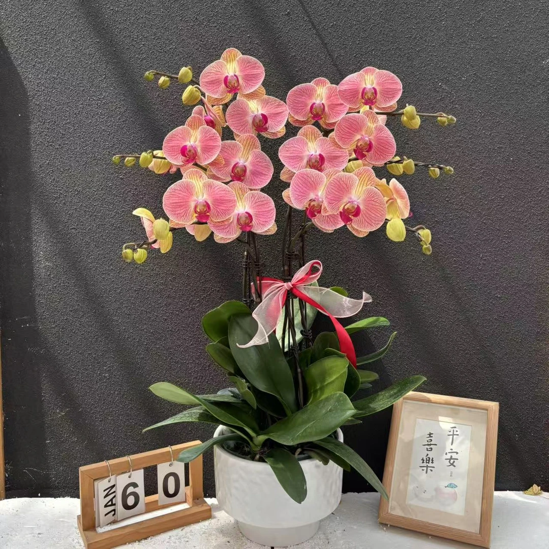 （火烈鸟）蝴蝶兰高端精美艺术组盆鲜花花卉