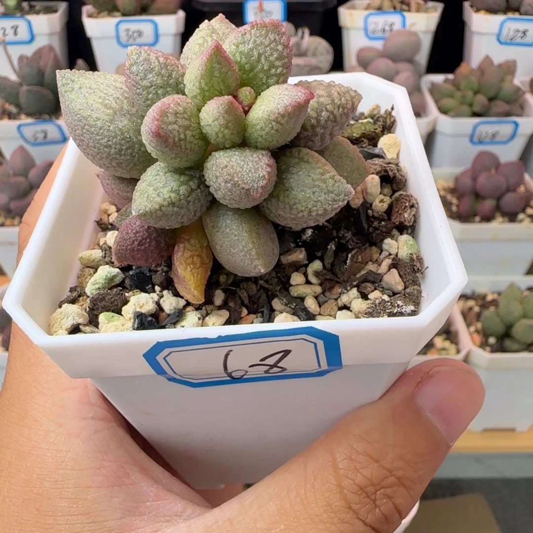 新品水泡，一物一拍