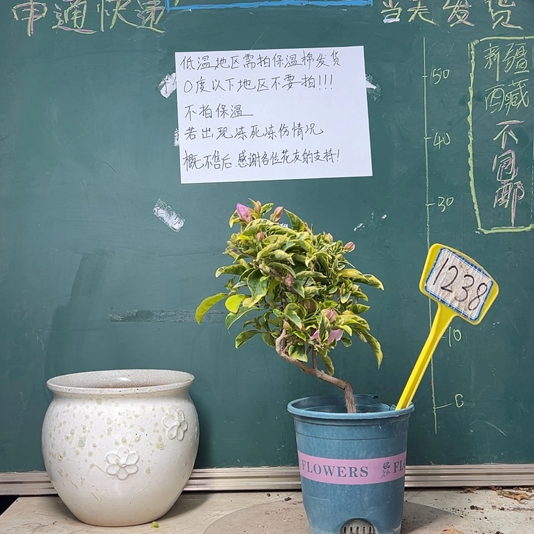 完全开放金边浅紫 造型 1238