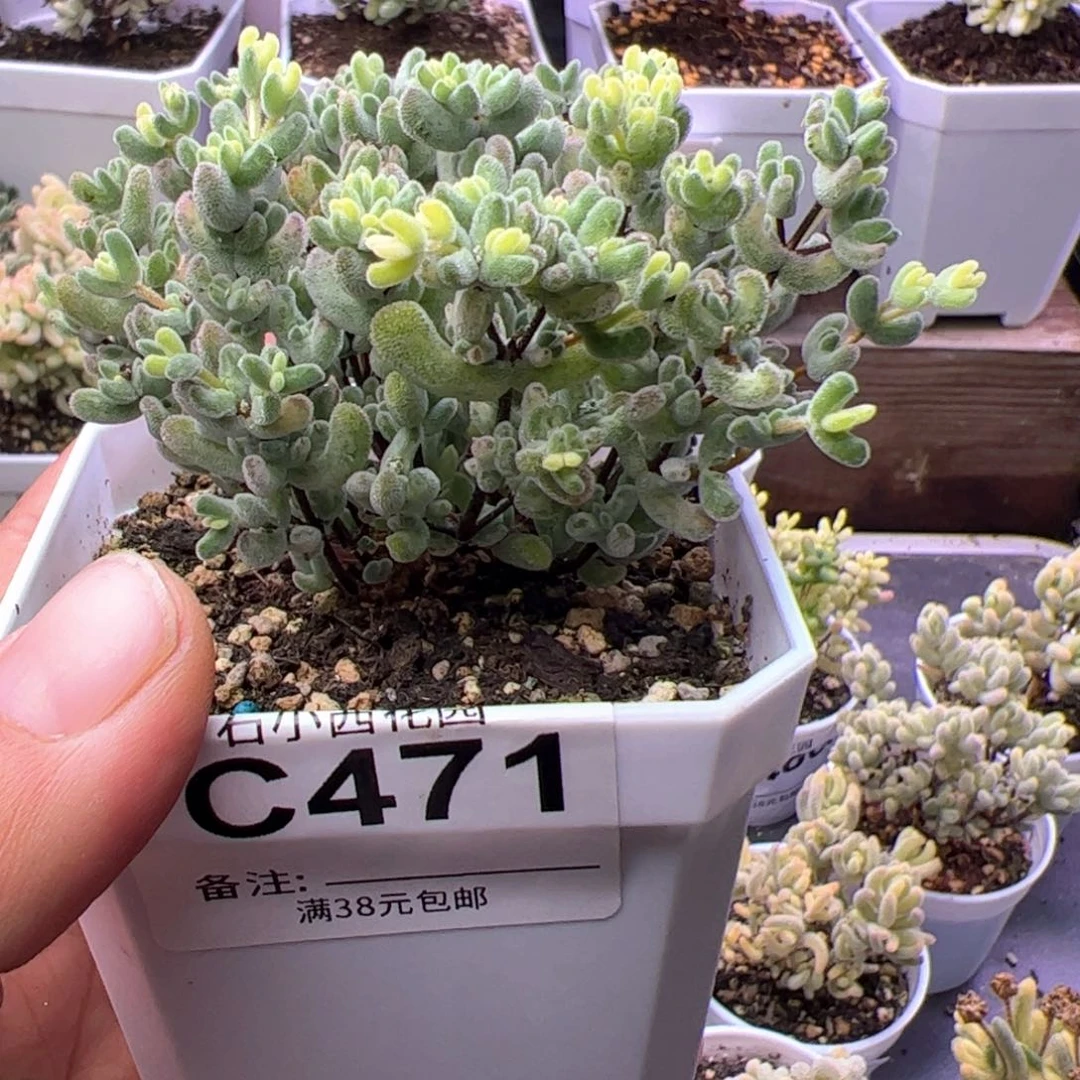 折后-多肉植物枝干月曲