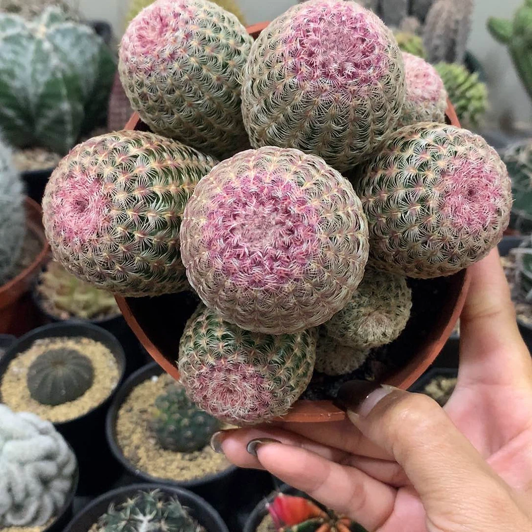 群生多头红太阳仙人球