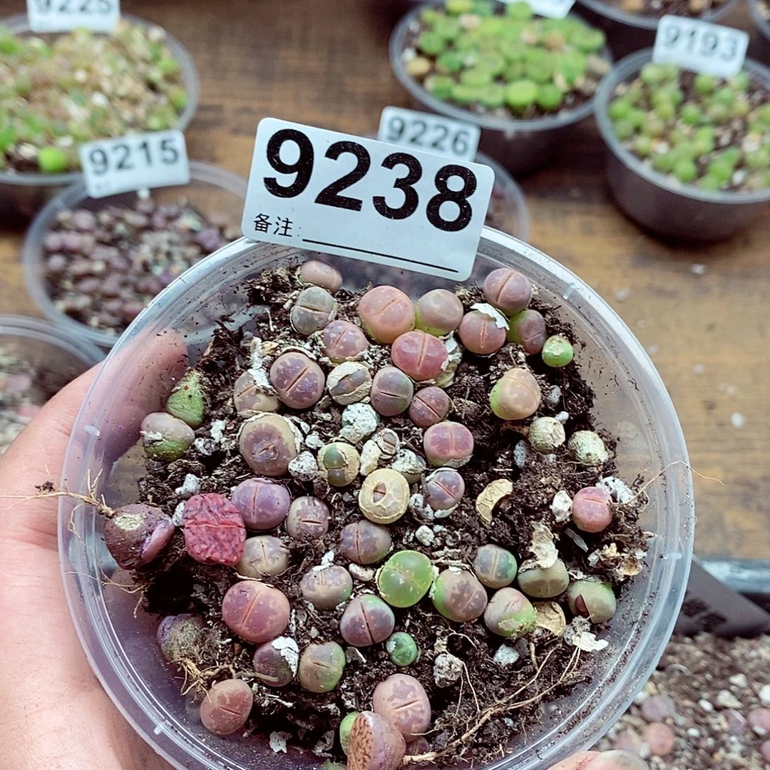 吃***柿9238橄榄啊啦啦啦