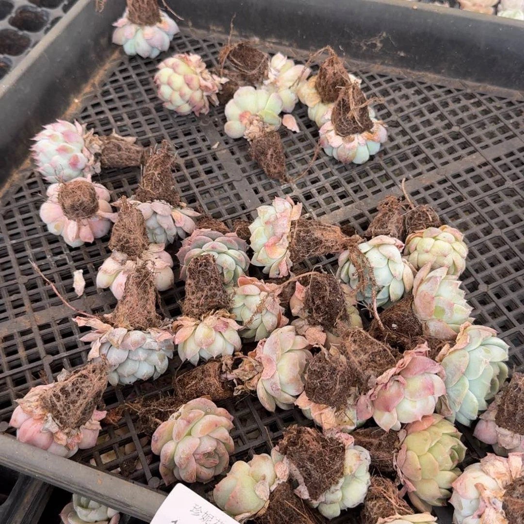 大点没颜色美尼珍妮糖心量拍12-4