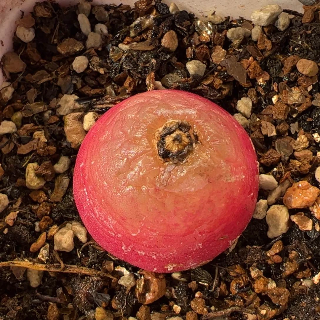 081多肉植物组合