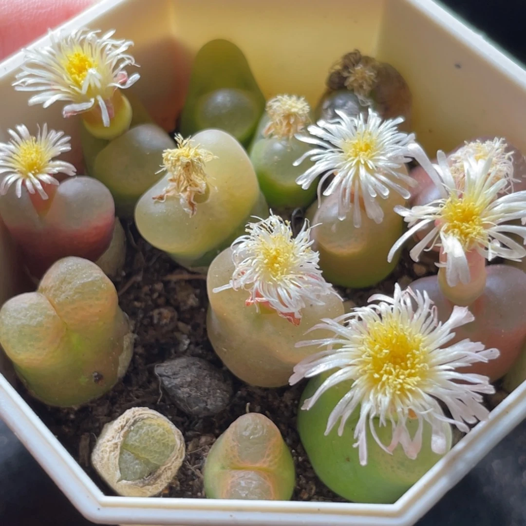 7方特价一物一拍～2