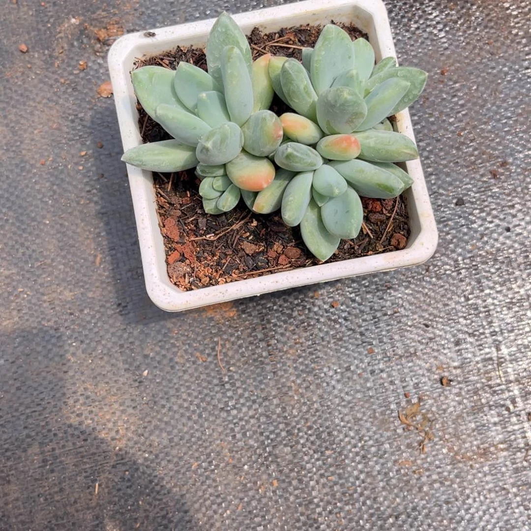 小***龙三色美人多肉植物