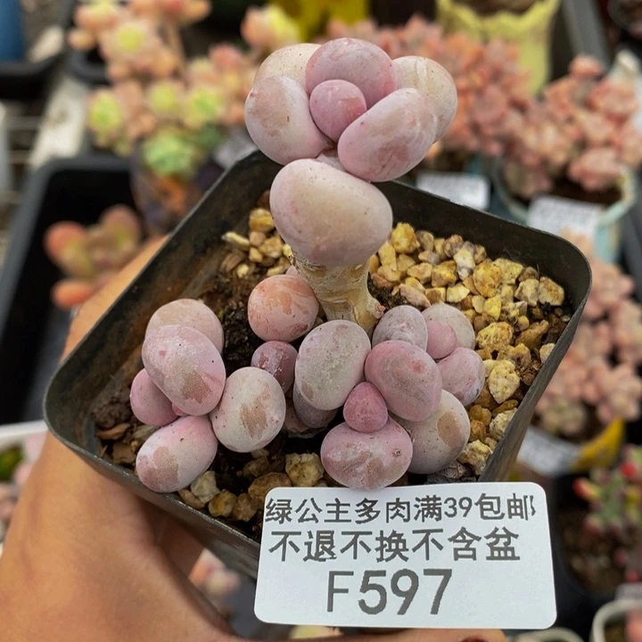 橙奶5cm597多肉植物