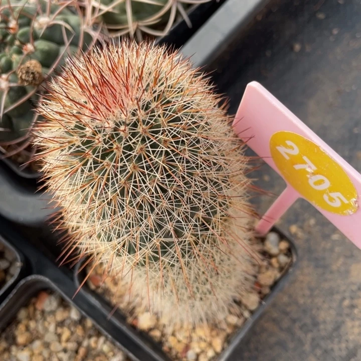 *****实生乳突27050000000