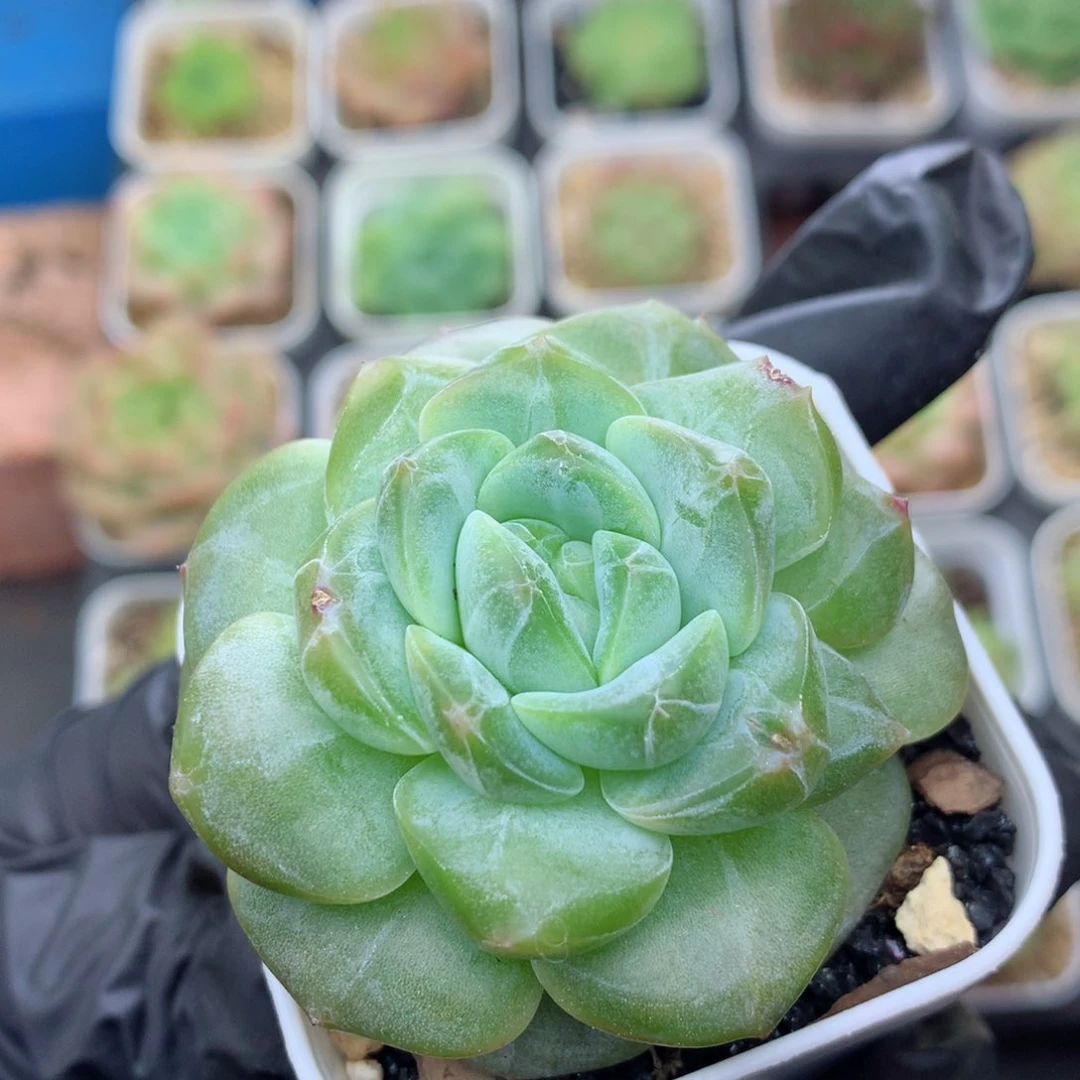 58包邮  群生不包整紫霞107