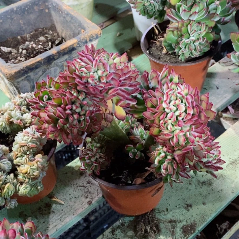 【闪购商品】红兔儿缀07193