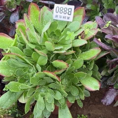 880柠檬玫瑰不包断枝