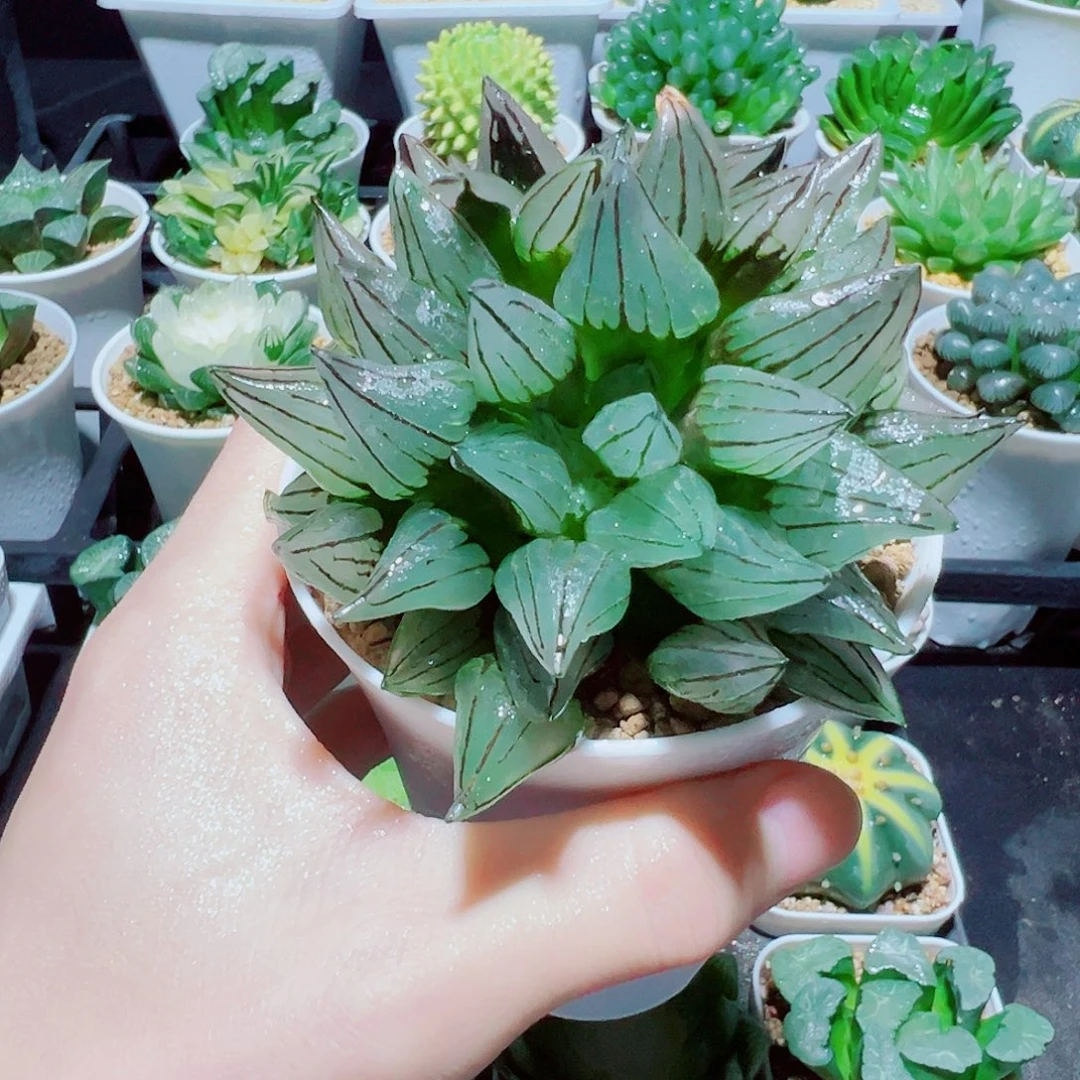 福利，直播间多头大西瓜，20.8