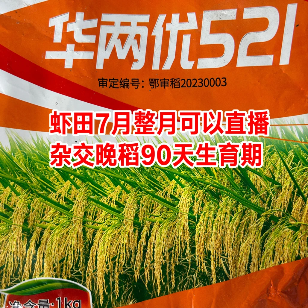 杂交水稻适合4至7月直播，高产1500斤亩用种7斤 一件2斤起拍