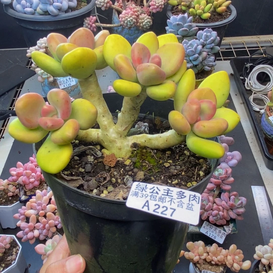 227芒果奶多肉12c m