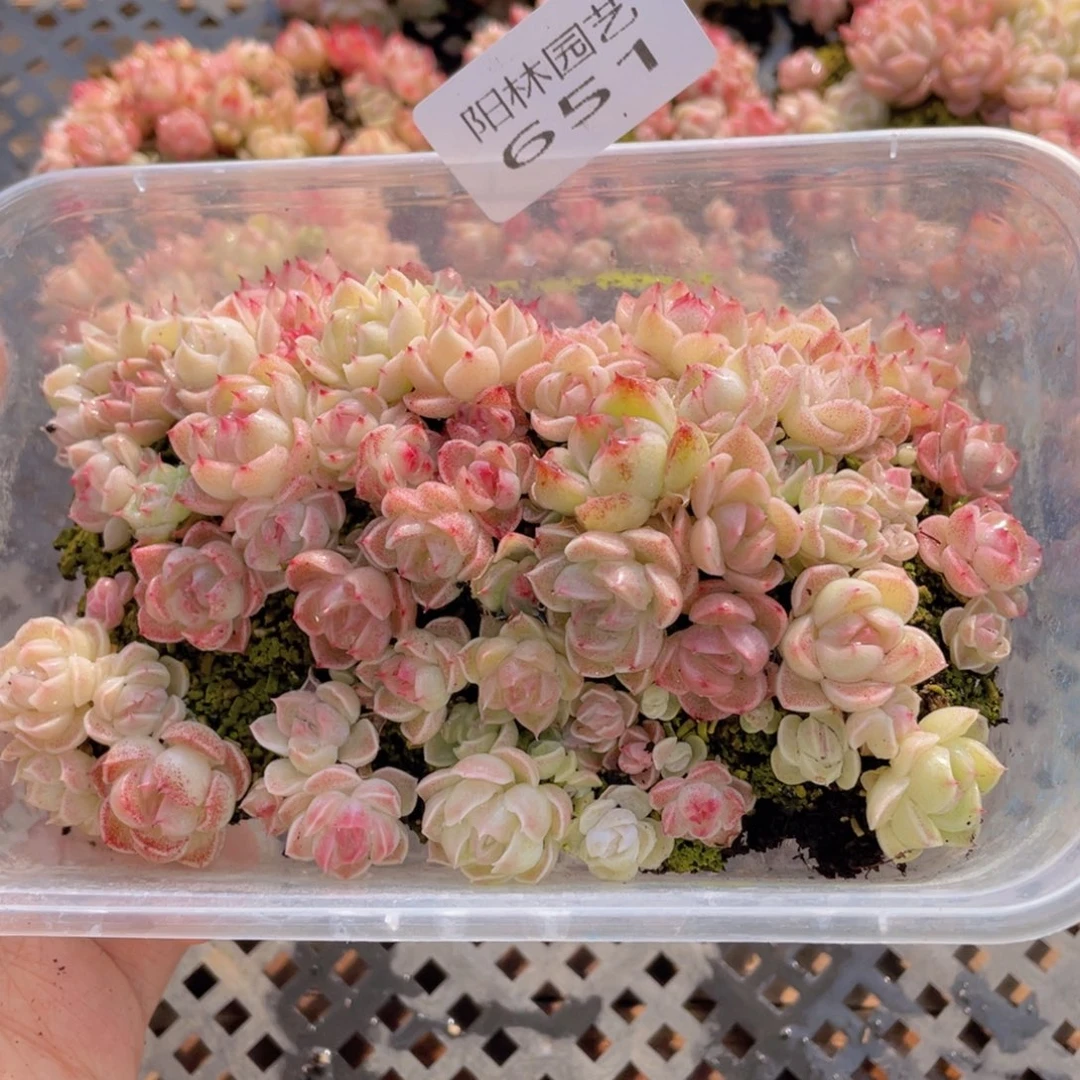 多肉植物多肉植物651