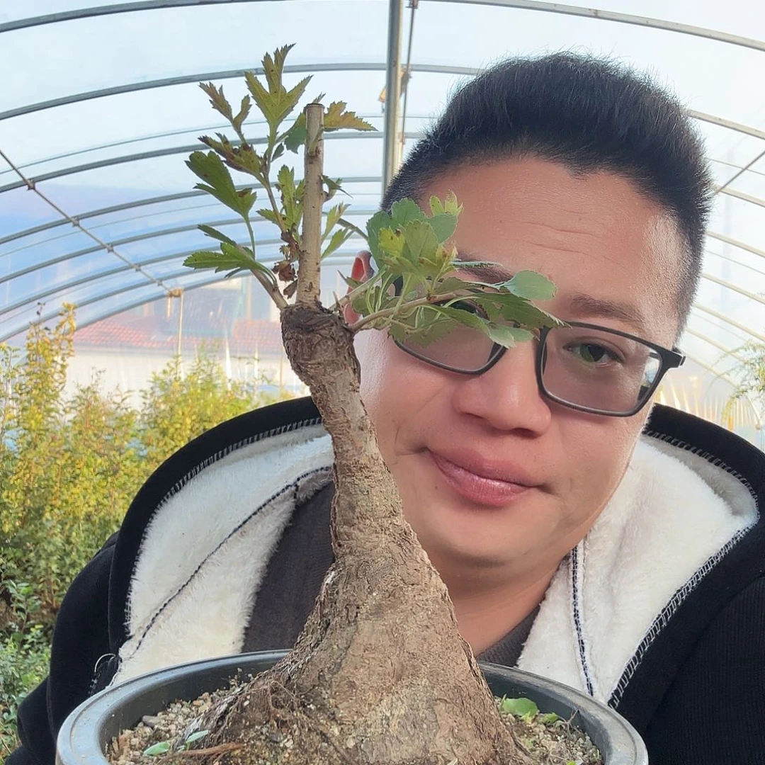 刘***荣当前无花朵，栽培后可花朵