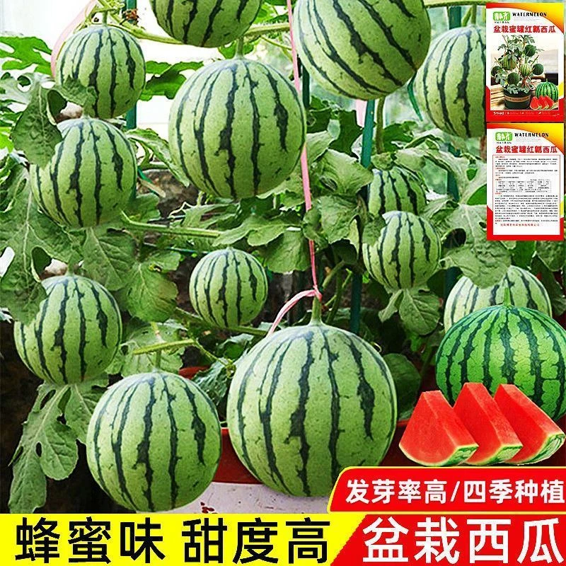蜂蜜盆栽小西瓜种子薄皮无籽麒麟西瓜种子美都西瓜四季播水果种子