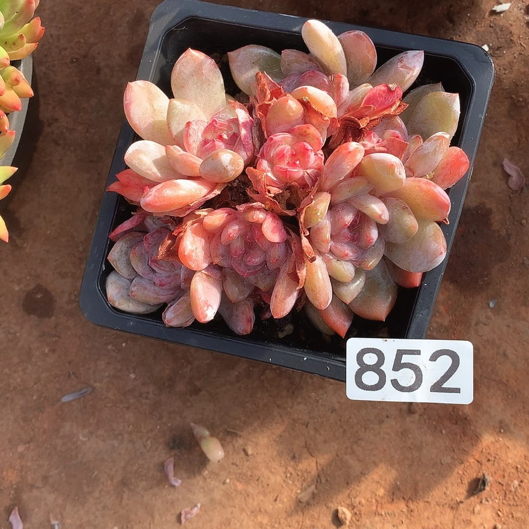 852橙子一物一拍多肉