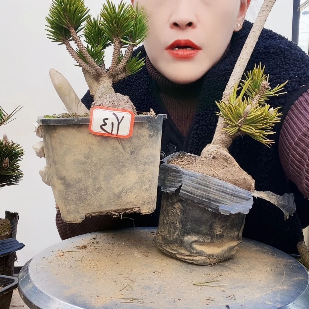 植物形态多年生草本