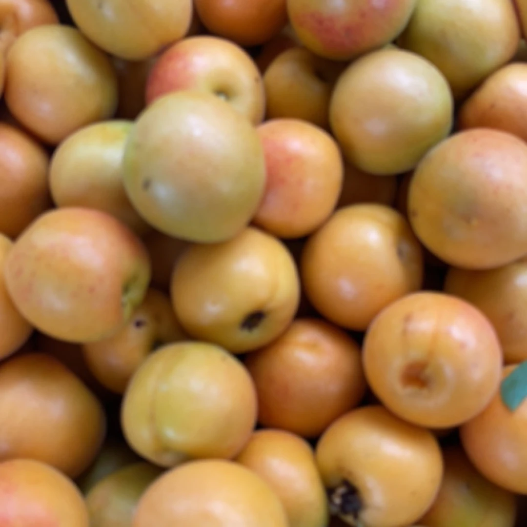 平谷北寨红杏/小果/现摘现发/北京市