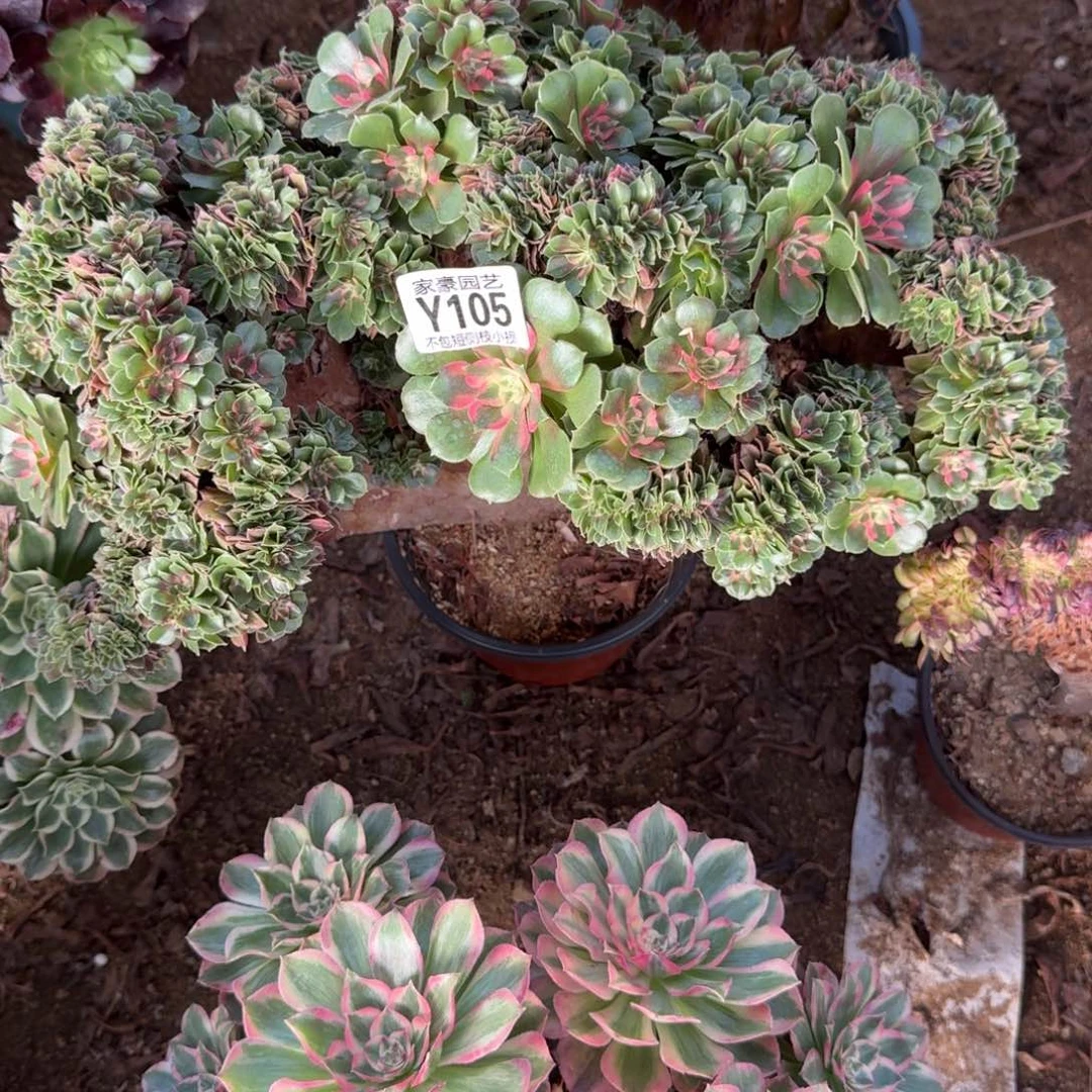 风***雅105香妃缀化官服35左右特价款2