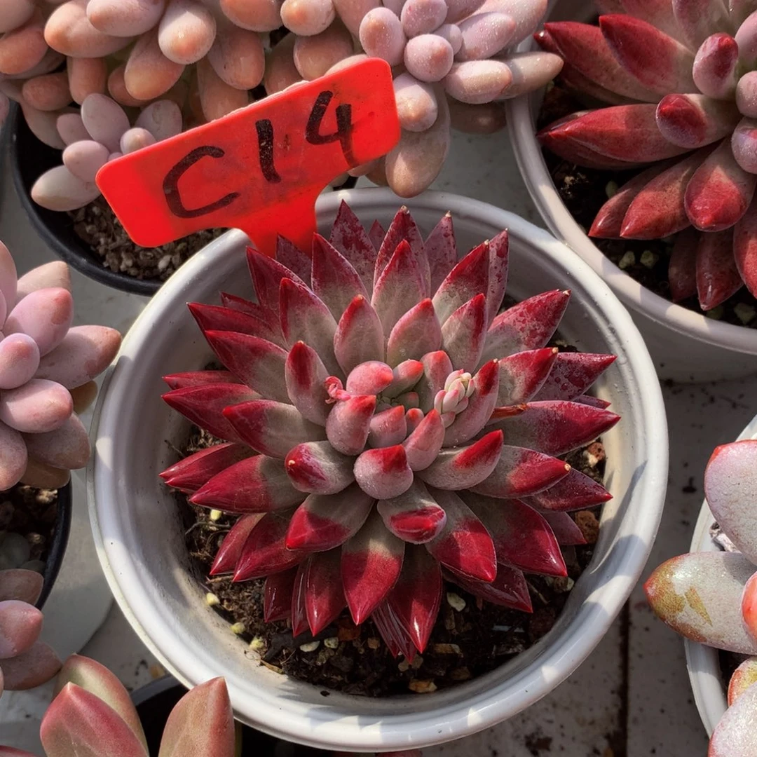 虞美人6272727272773