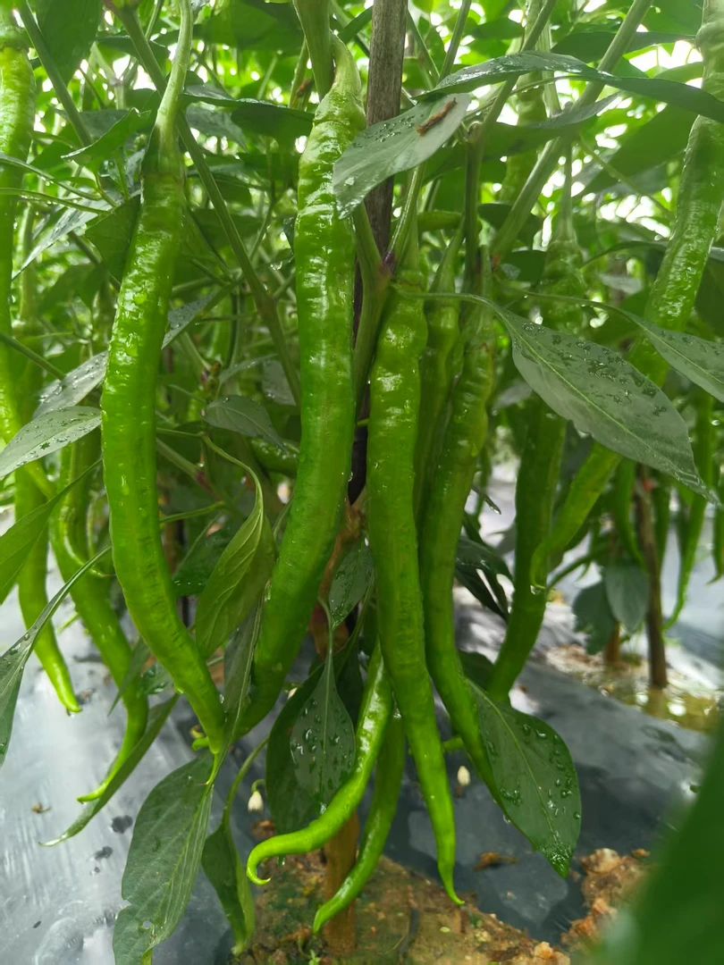 【精选】江西永丰君埠农家本地露天种植新鲜应季新上市青辣椒